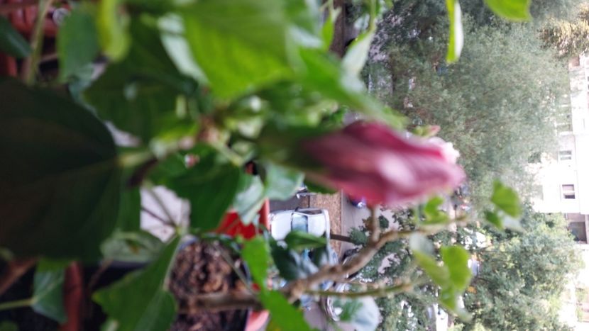  - Hibiscusi august 2022