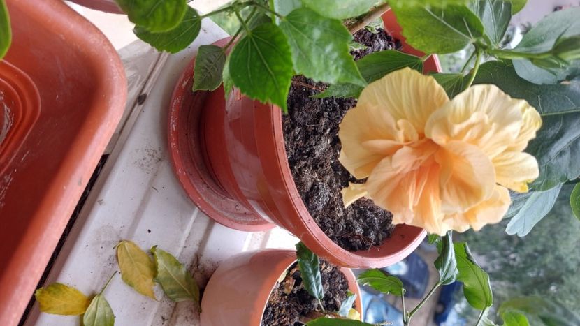  - Hibiscusi august 2022