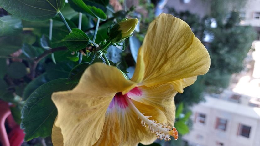  - Hibiscusi august 2022