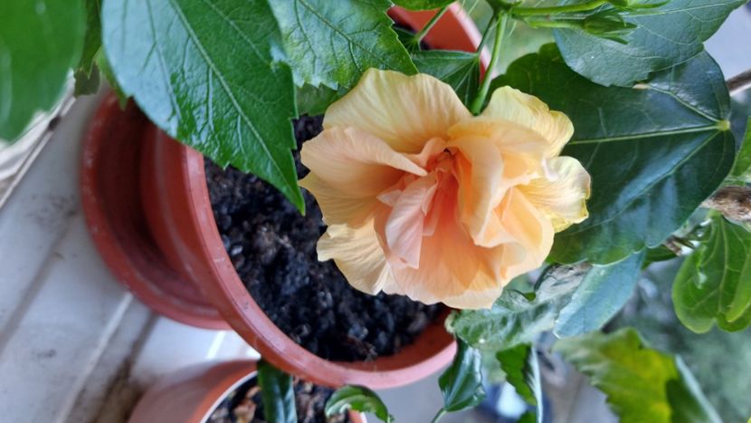  - Hibiscusi august 2022