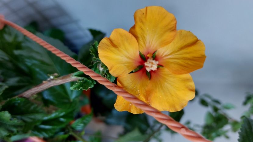  - Hibiscusi august 2022