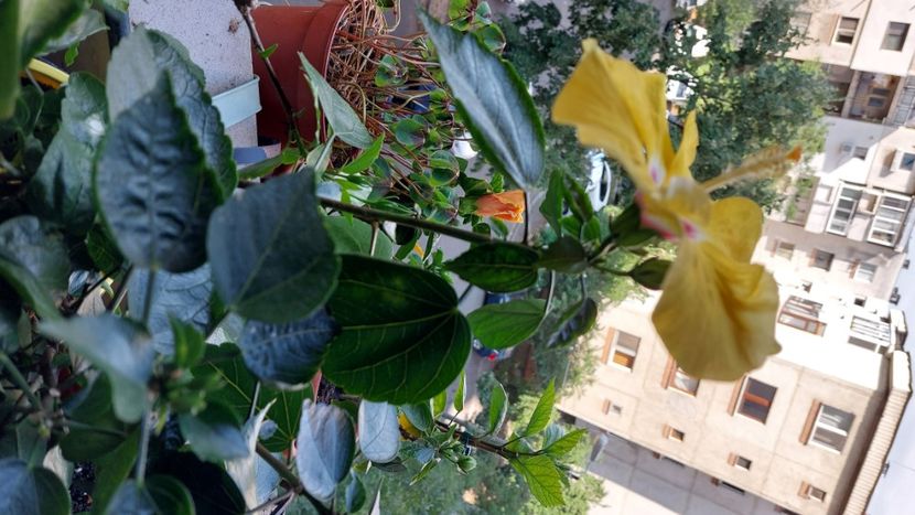  - Hibiscusi august 2022