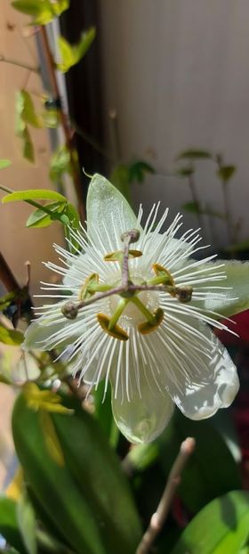  - Passiflora