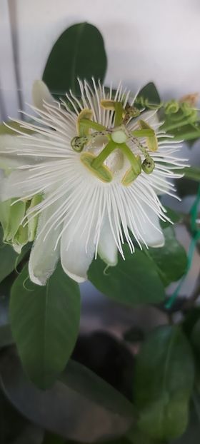  - Passiflora