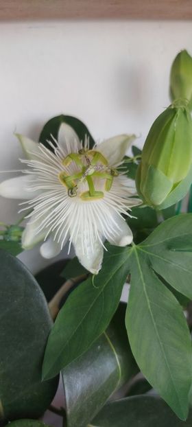  - Passiflora