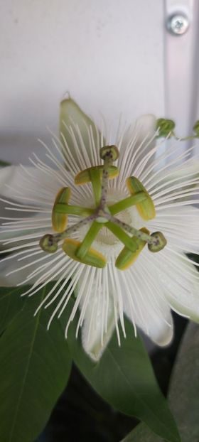  - Passiflora