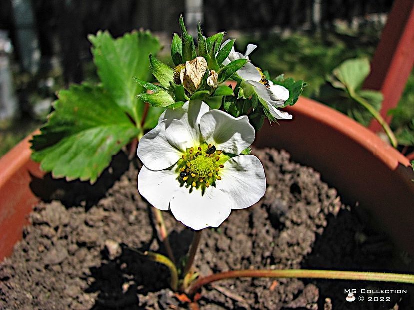 Floare de capsun - FLORI - FLOWERS
