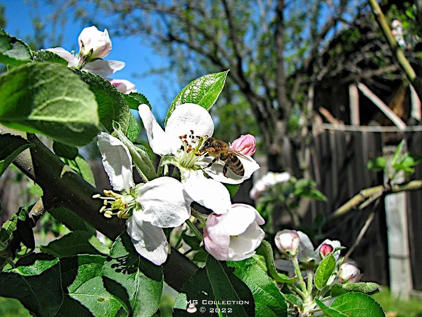 Floare de mar - FLORI - FLOWERS