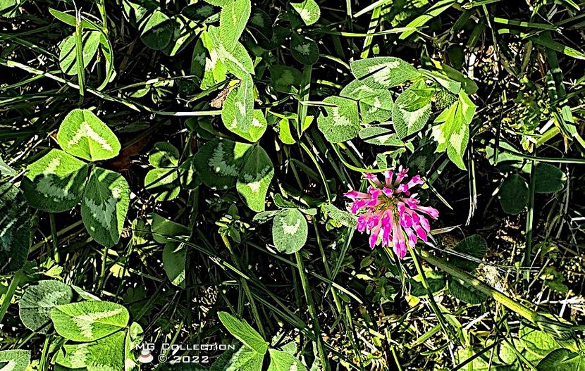 Floare de trifoi - FLORI - FLOWERS