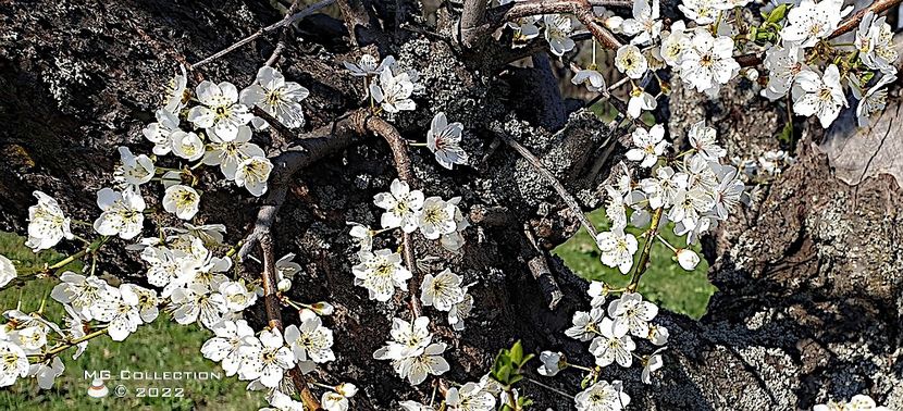 Flori de corcodus - FLORI - FLOWERS