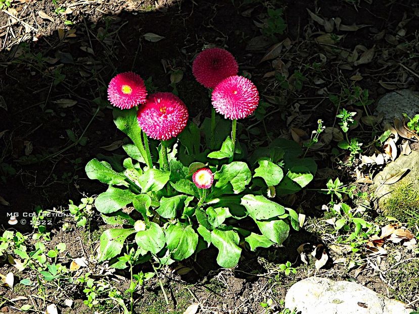 Nasturei - FLORI - FLOWERS