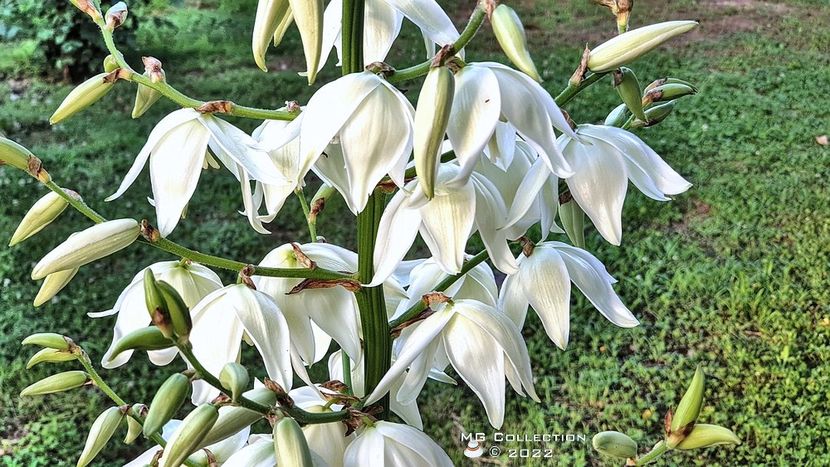 No name 1 - FLORI - FLOWERS