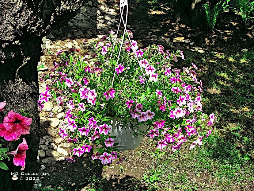 No name - FLORI - FLOWERS