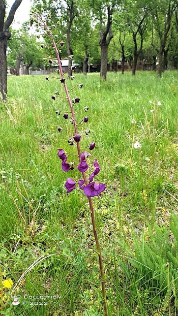Ochiul boului - FLORI - FLOWERS