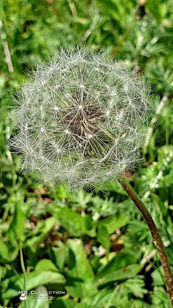 Papadie - FLORI - FLOWERS