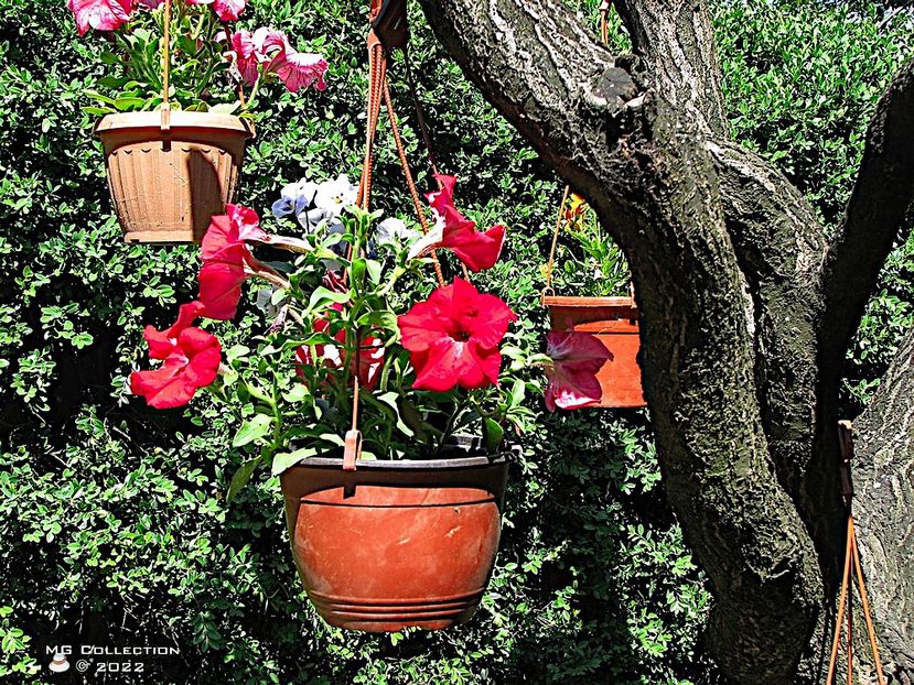 Petunii - FLORI - FLOWERS