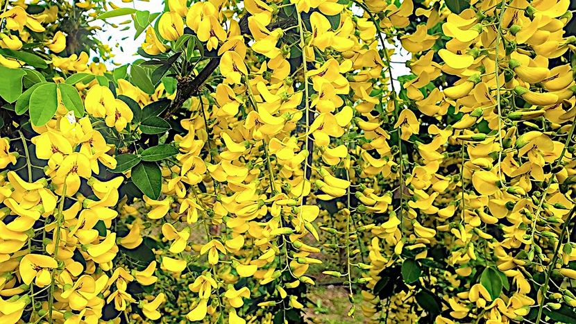 Salcam galben - FLORI - FLOWERS