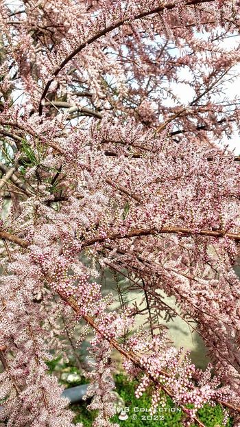 Tamarin inflorit - FLORI - FLOWERS