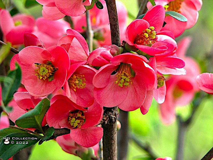 Trandafir japonez - FLORI - FLOWERS