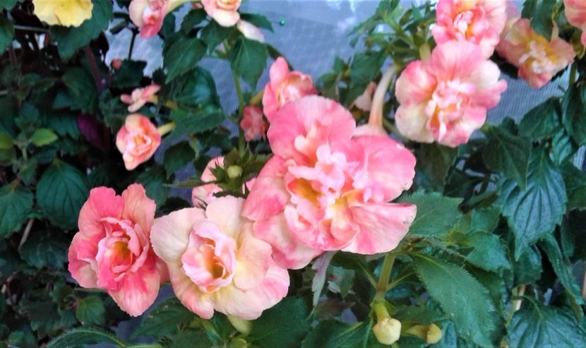  - colectia mea de achimenes 001 2020