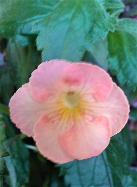  - colectia mea de achimenes 001 2020