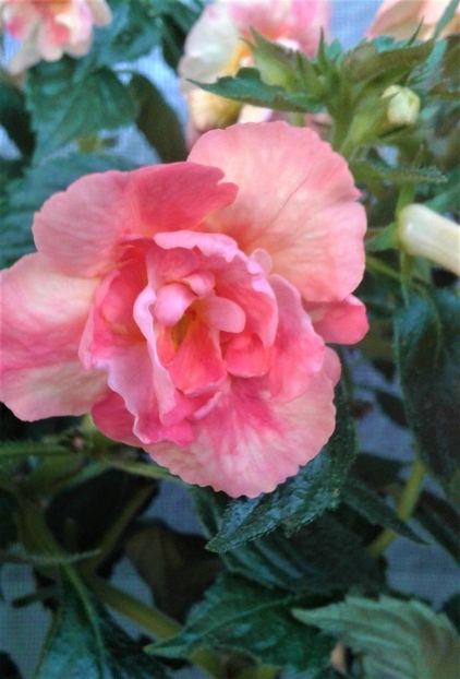  - colectia mea de achimenes 001 2020
