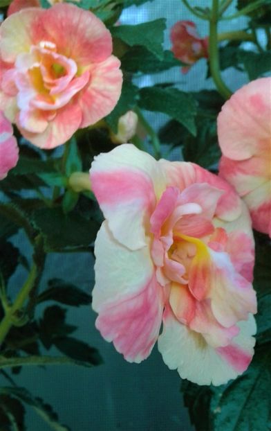  - colectia mea de achimenes 001 2020