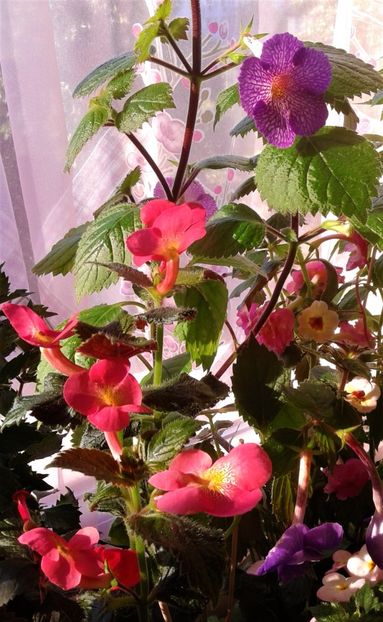  - colectia mea de achimenes 001 2020