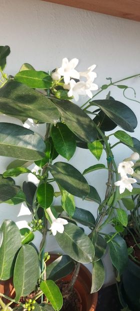  - Stephanotis