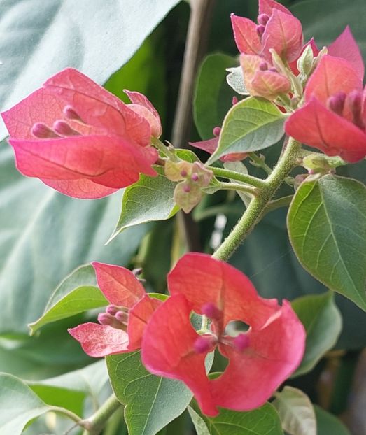  - Bougainvillea