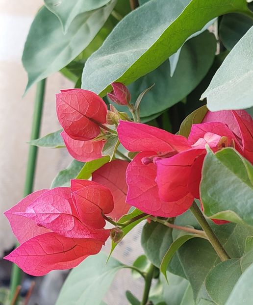  - Bougainvillea
