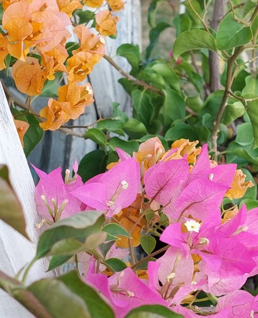  - Bougainvillea