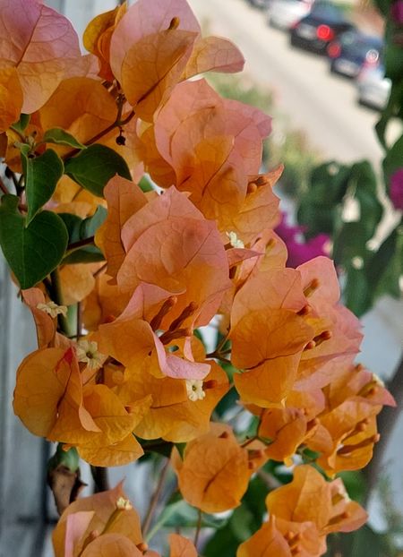  - Bougainvillea