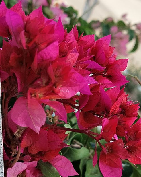  - Bougainvillea