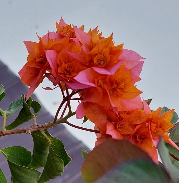  - Bougainvillea