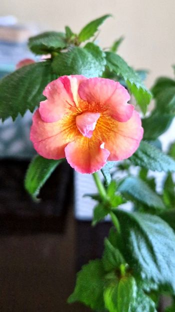 Golden Buck - Achimenes 2022 2023