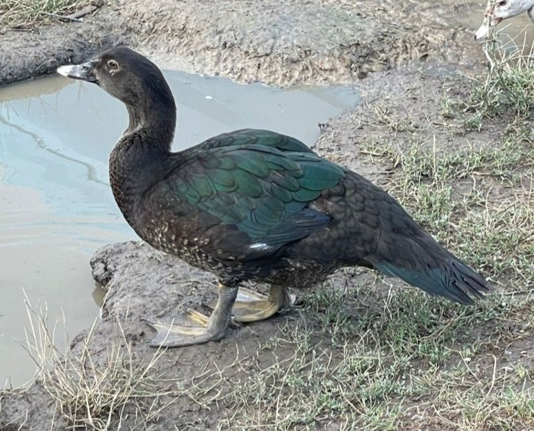 Cormoranu - Bomboane asortate 2022