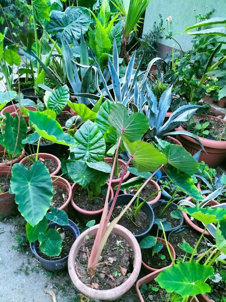 IMG20220814063518 - August 2022