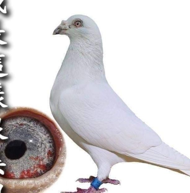  - Nu îmi aparțin 5