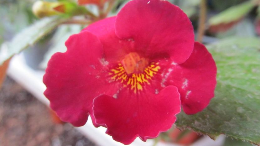 Poly Tan - ACHIMENES 2022