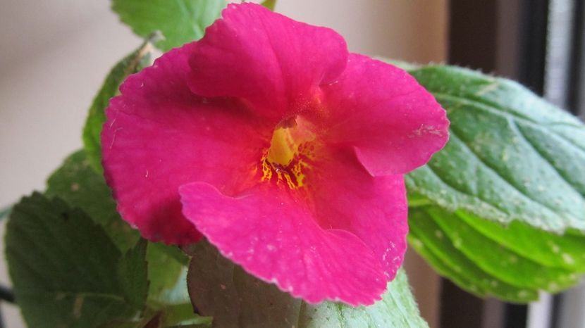 BriDs Malau - ACHIMENES 2022