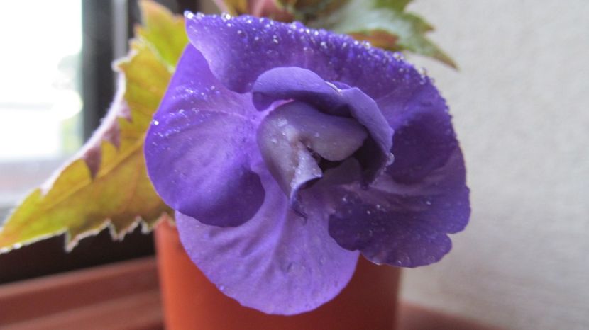 Vie en Blue - ACHIMENES 2022