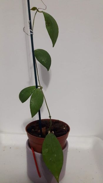 received_3277483335847927 - Erythrostemma Cotton Candy