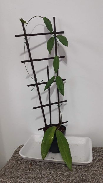 received_448080643889138 - Sp Phillipines mindao