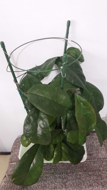 received_606687074402407 - Cv Viola
