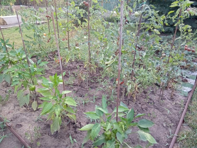  - 02 Gradina de legume 2022