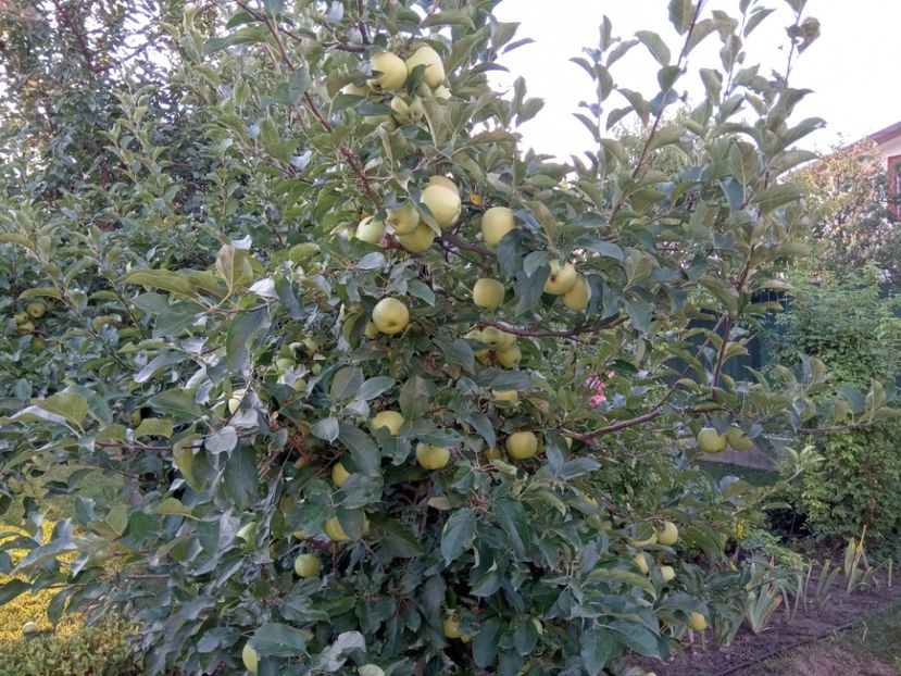  - 02 Gradina de legume 2022