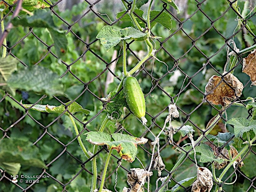 Castravete-Cucumber - LEGUME-VEGS