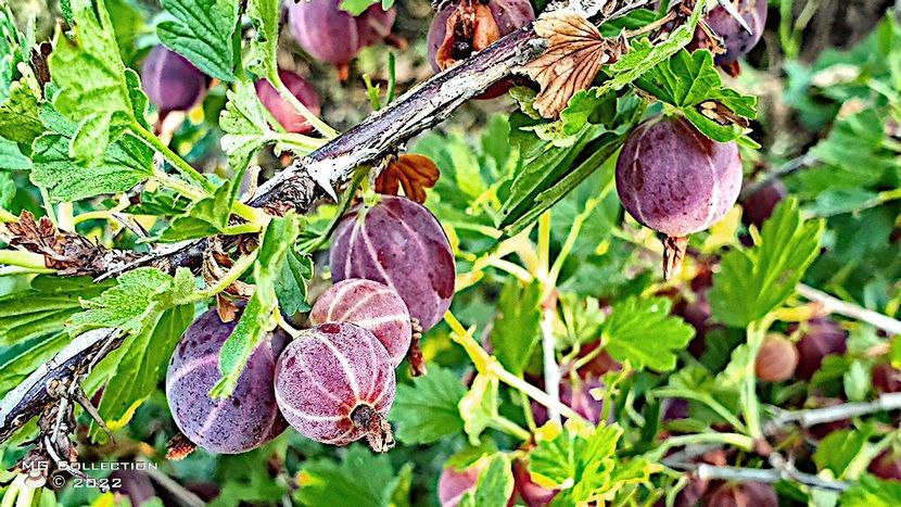 Agrise-Gooseberry - FRUCTE-FRUITS