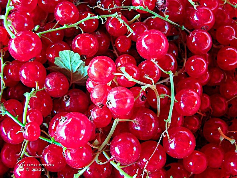 Coacaze rosii-Redberryes - FRUCTE-FRUITS